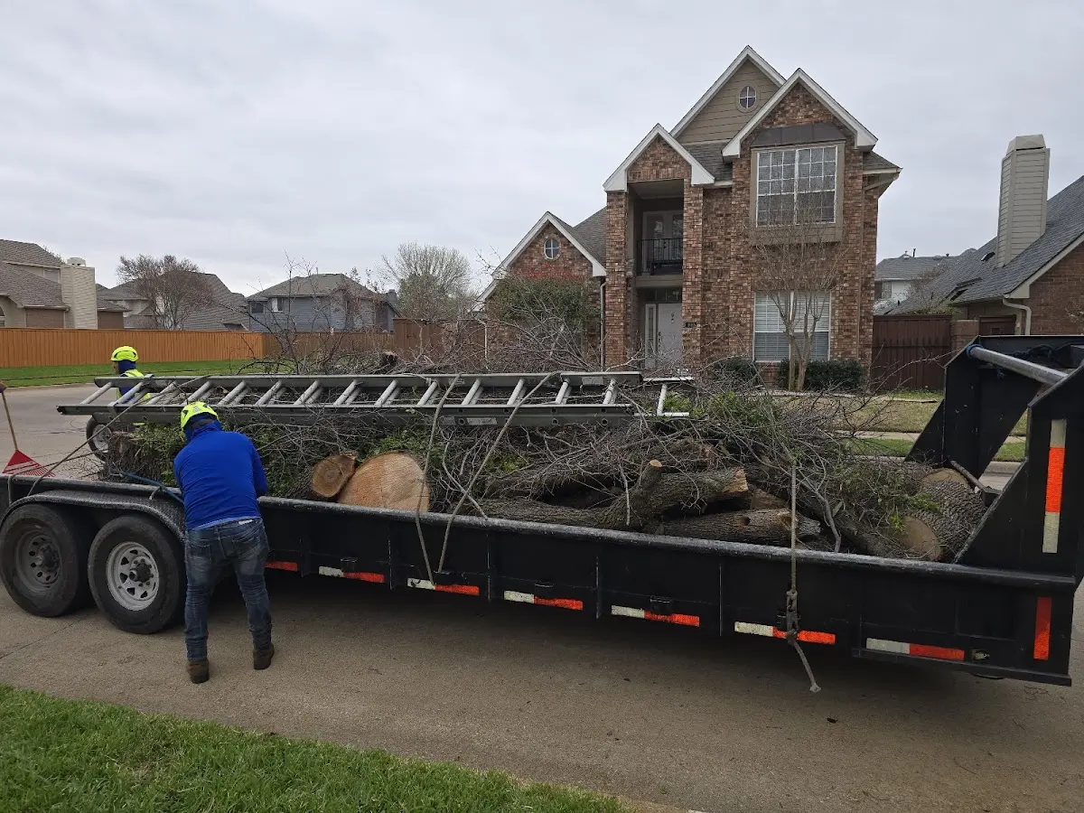 Expert Tree Removal with proper safety equipment in Jackson